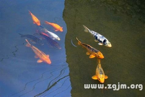 夢見魚在水裡游|夢見魚是什麼意思